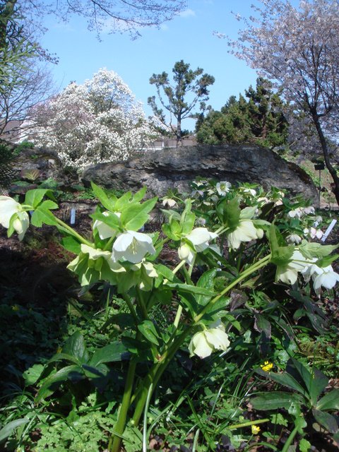 Helleborus orientalis blanche